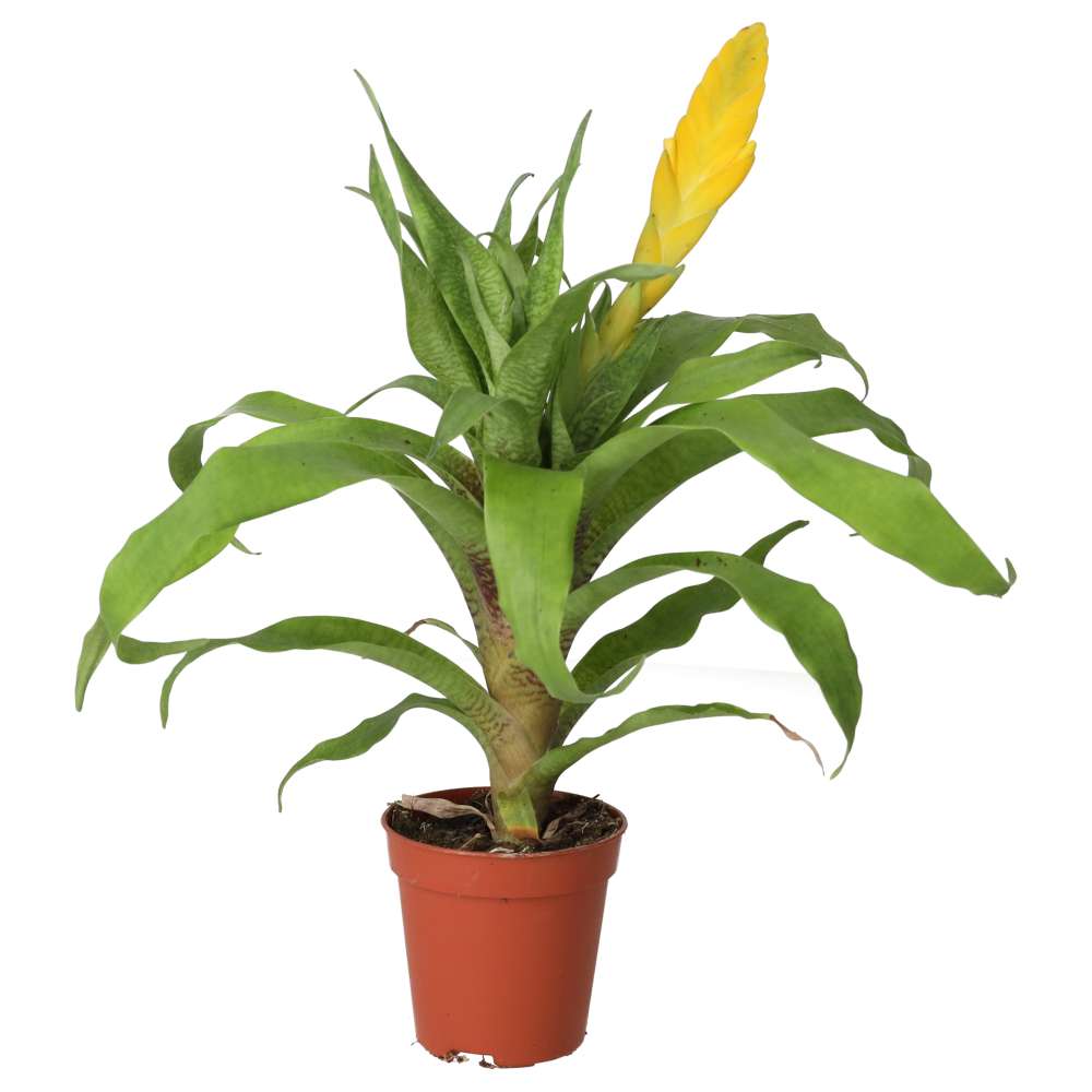 Vriesea ospinae (Yellow Spike Bromeliad)