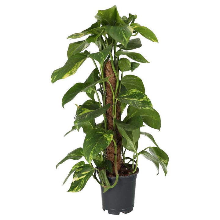 Epipremnum aureum (Devil's Ivy)