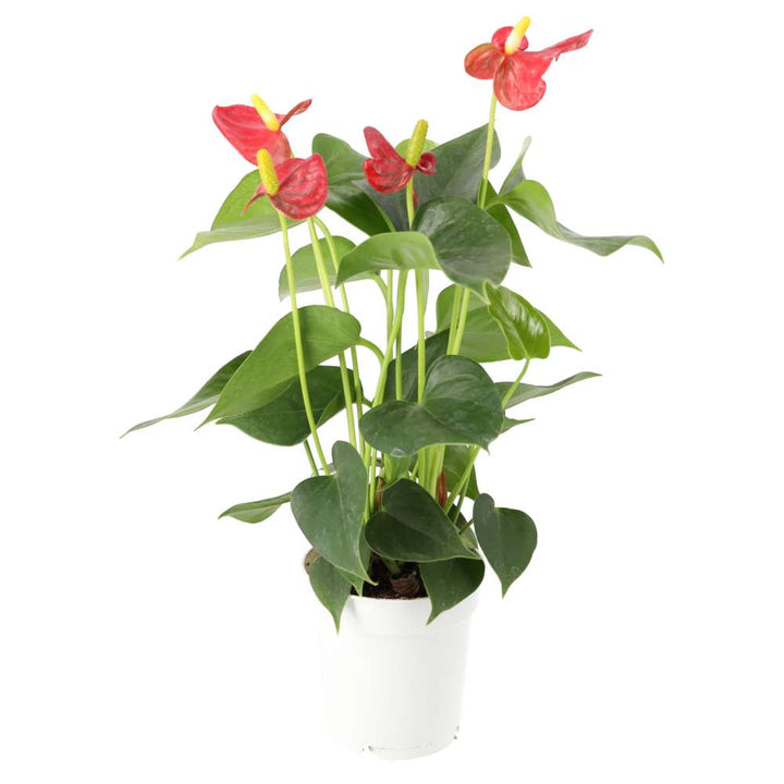 Buy Anthurium andraeanum (Flamingo Flower) online UK