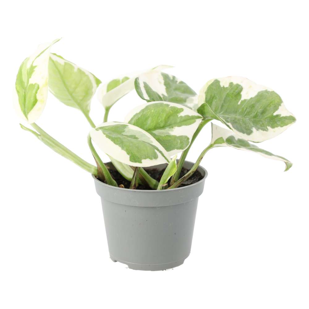 Epipremnum aureum 'Variegated'