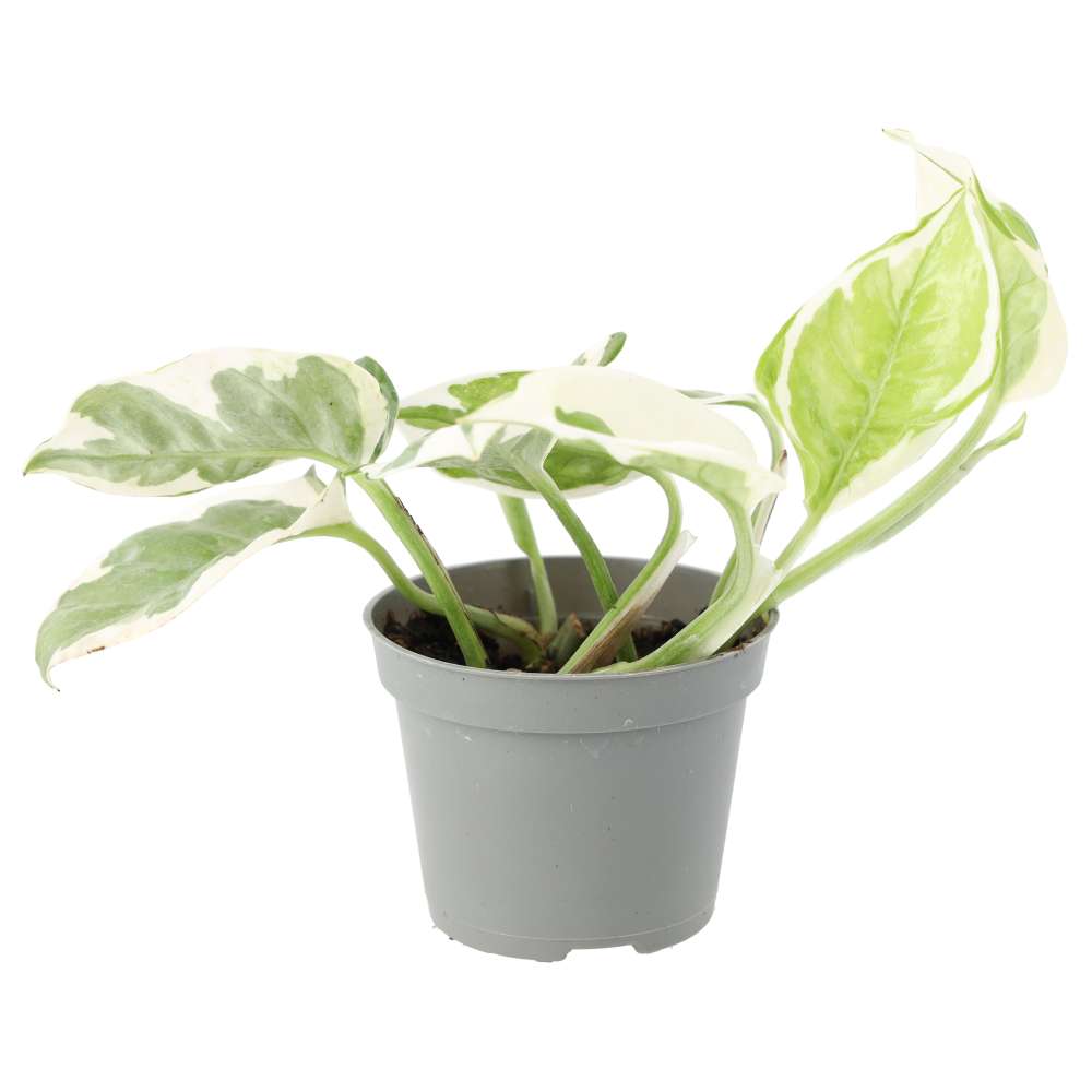 Epipremnum aureum 'Variegated'