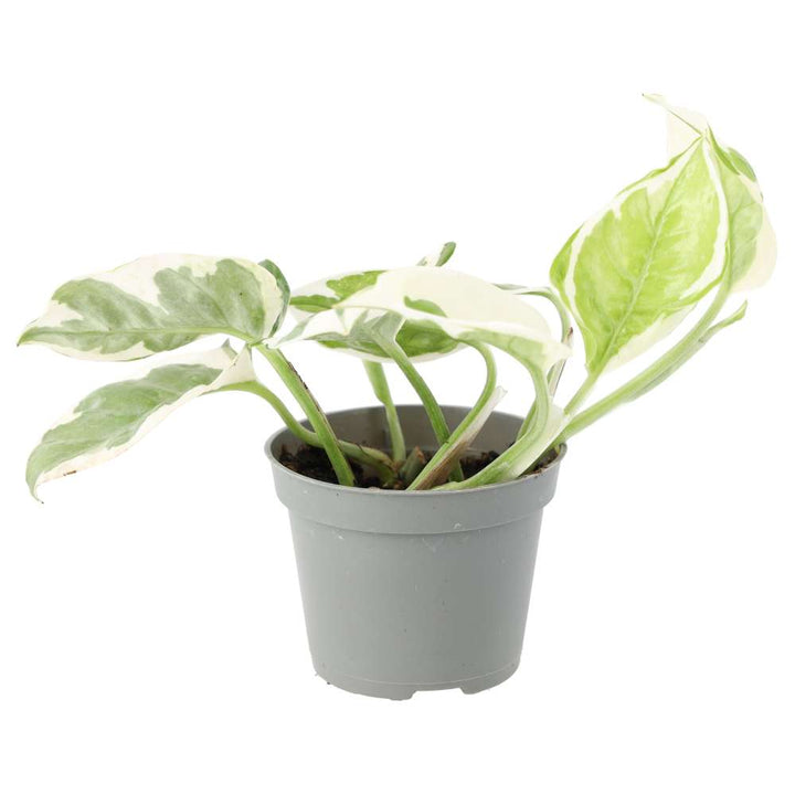 Epipremnum aureum 'Variegated'