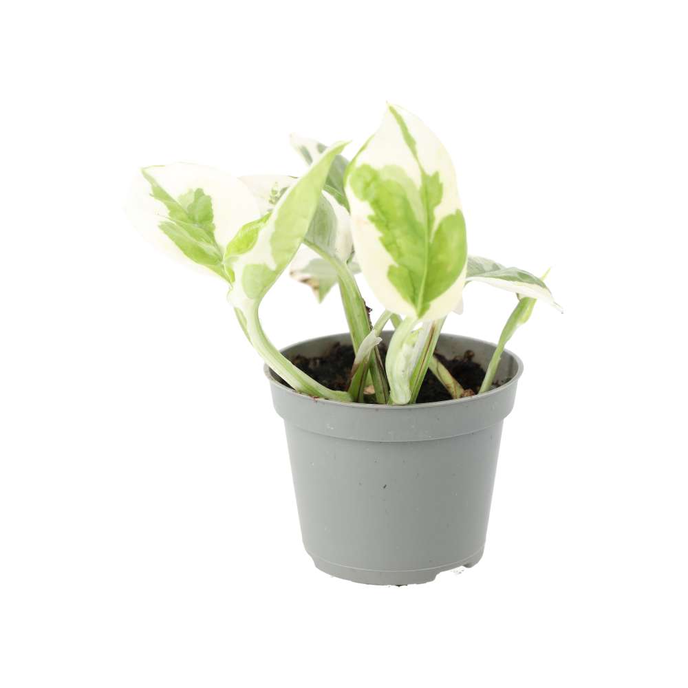 Epipremnum aureum 'Variegated'