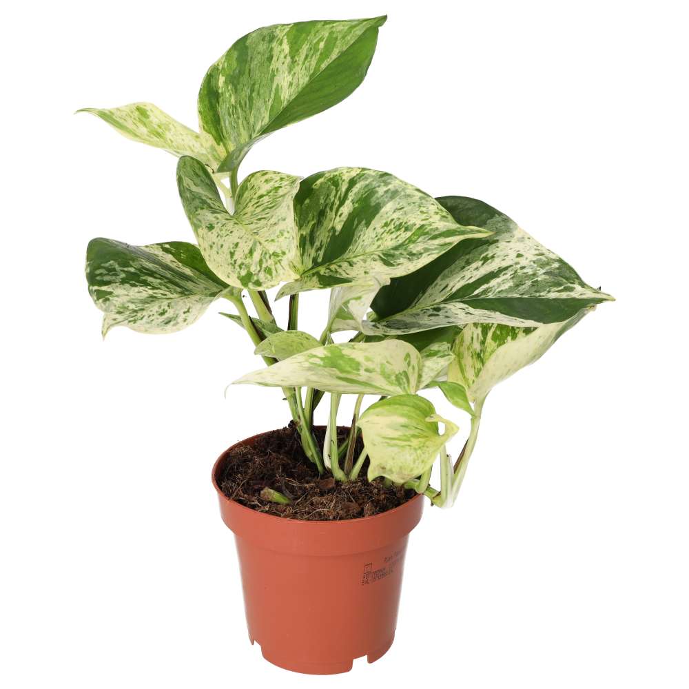 Buy Epipremnum aureum 'Marble Queen' online UK