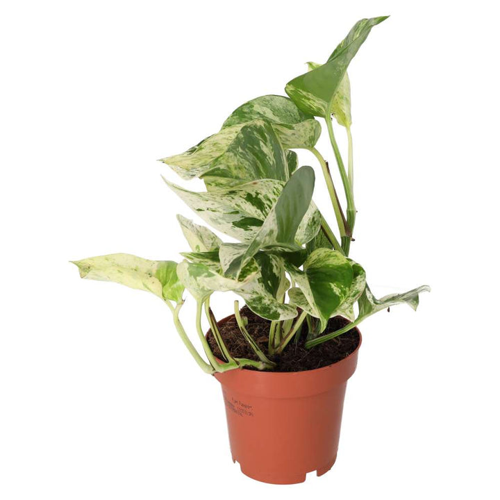Buy Epipremnum aureum 'Marble Queen' online UK