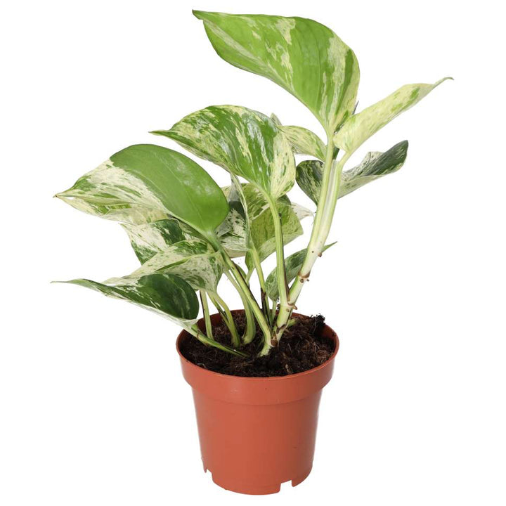 Buy Epipremnum aureum 'Marble Queen' online UK