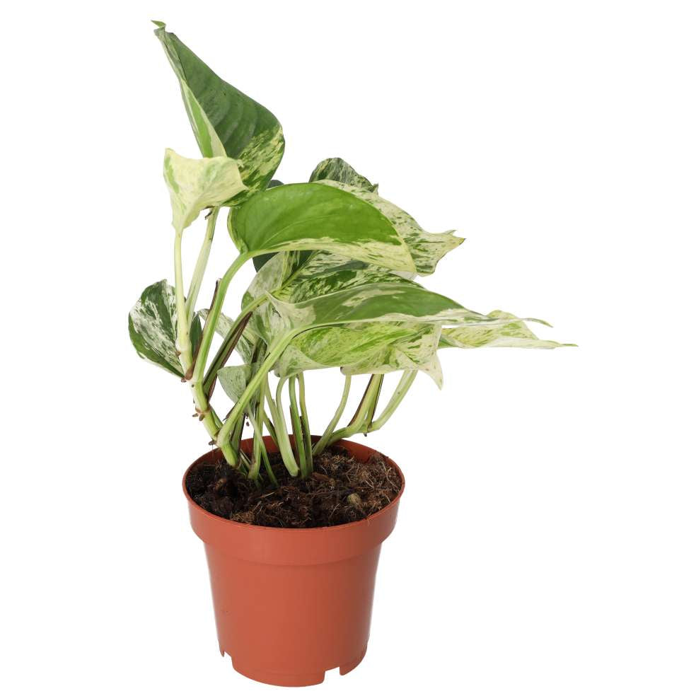Buy Epipremnum aureum 'Marble Queen' online UK