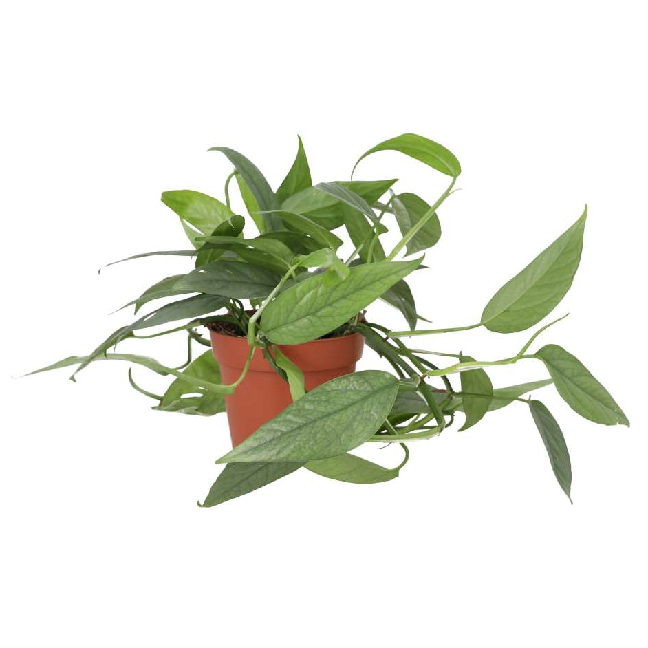 Buy Epipremnum pinnatum 'Cebu Blue' online UK