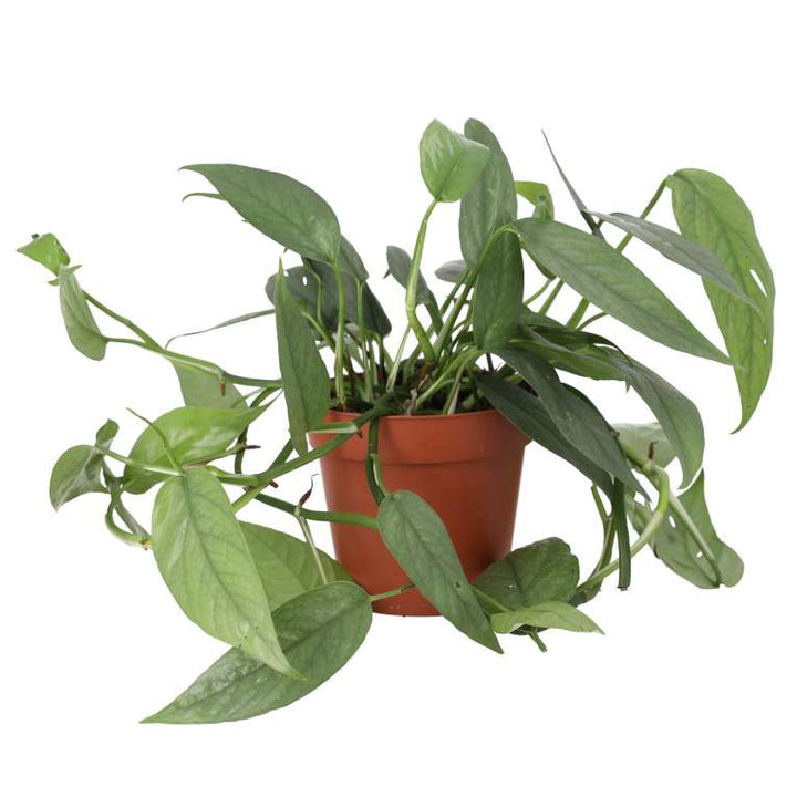 Buy Epipremnum pinnatum 'Cebu Blue' online UK