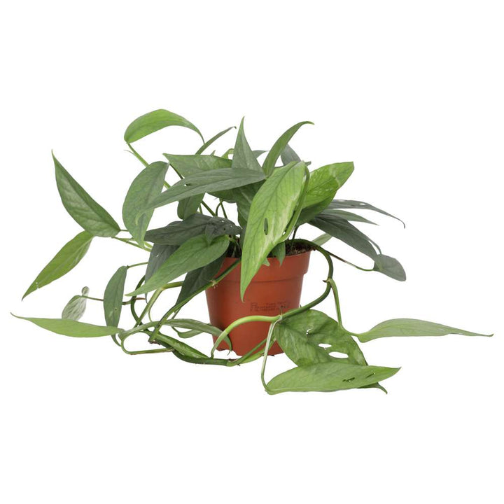 Buy Epipremnum pinnatum 'Cebu Blue' online UK