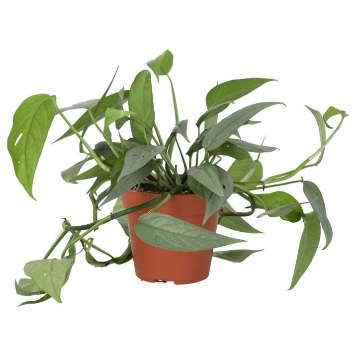 Buy Epipremnum pinnatum 'Cebu Blue' online UK