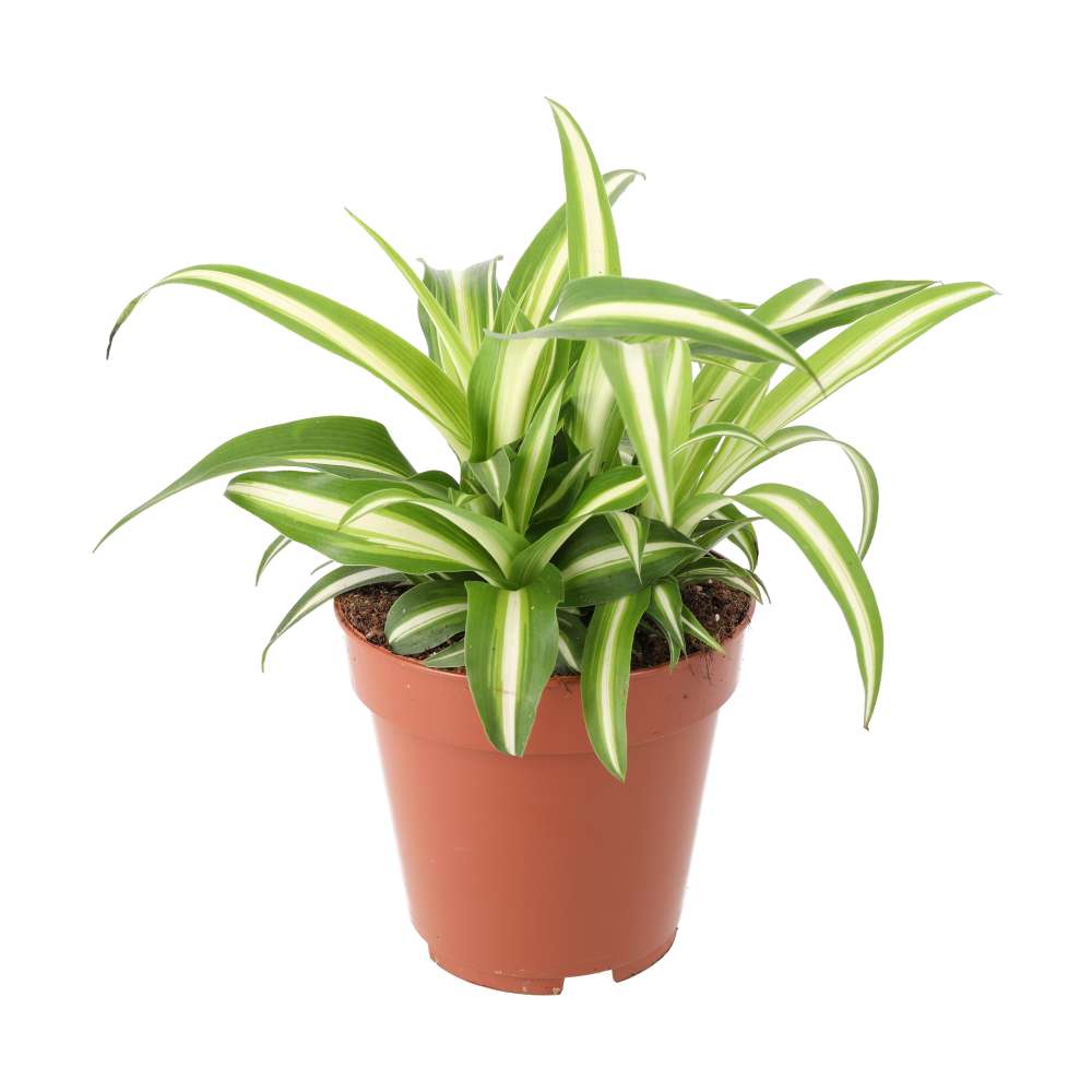 Chlorophytum comosum (Spider Plant)