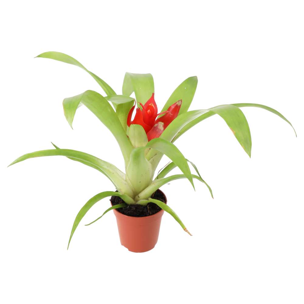 Guzmania sp. (Tufted Airplant) - Mixed Colours