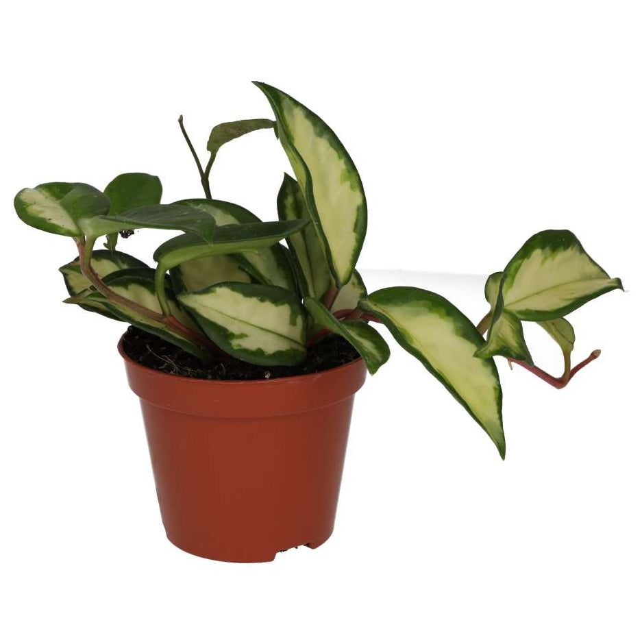 Hoya carnosa 'Tricolor'