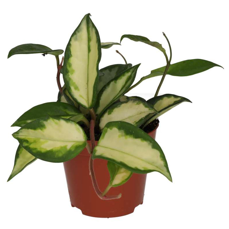 Hoya carnosa 'Tricolor'