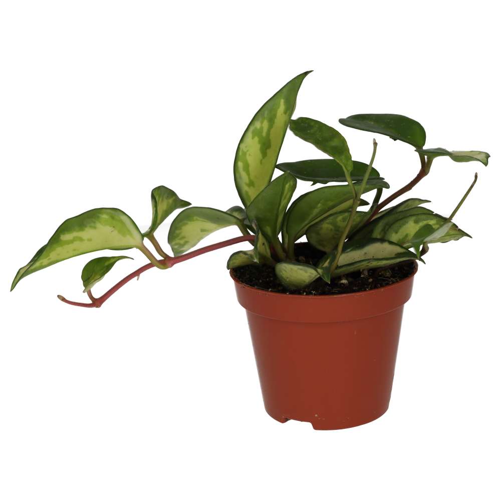 Hoya carnosa 'Tricolor'