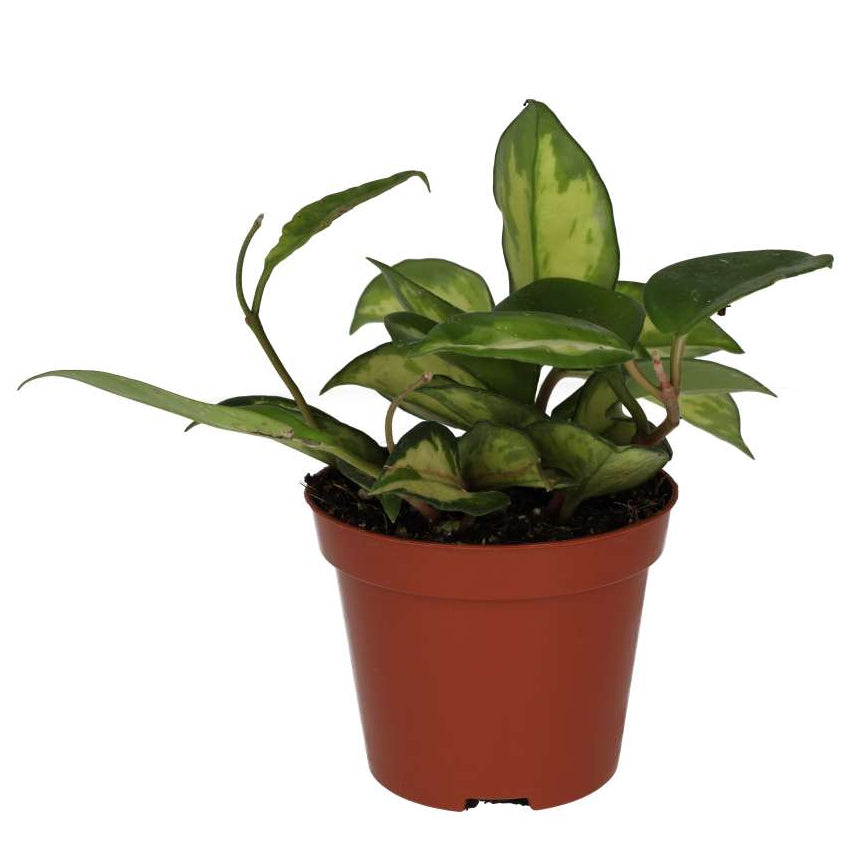 Hoya carnosa 'Tricolor'