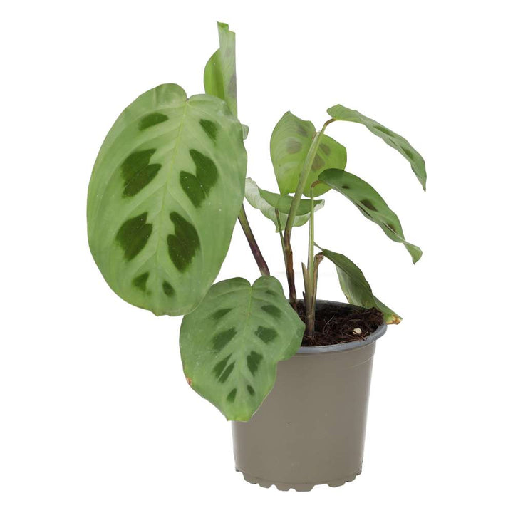 Maranta leuconeura (Prayer Plant)