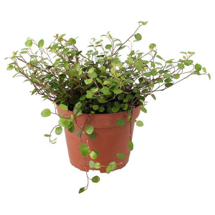 Muehlenbeckia complexa (Maidenhair Vine)