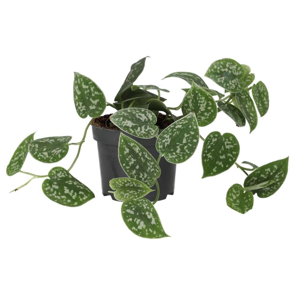 Buy Scindapsus pictus (Satin Pothos) online UK