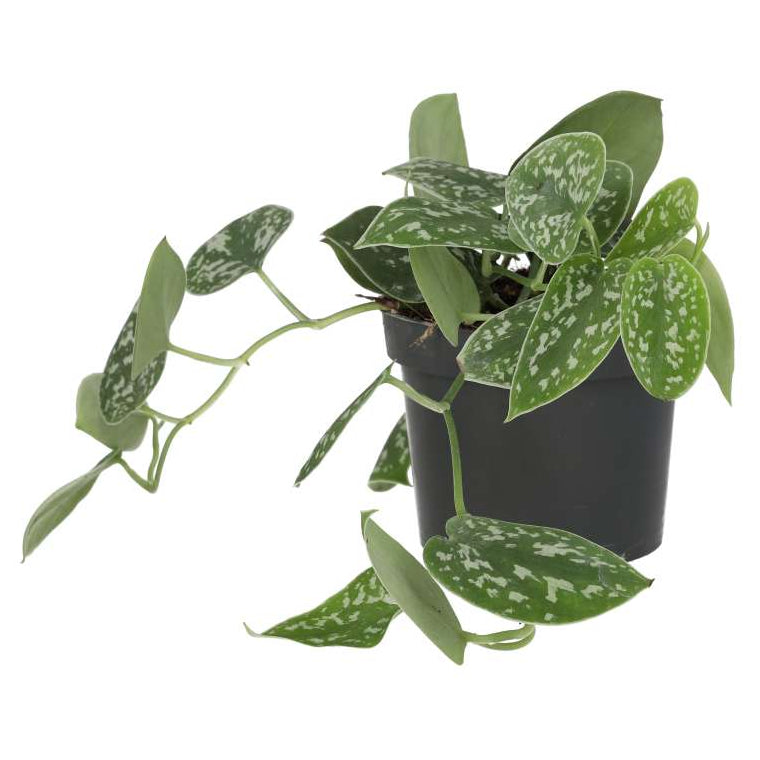 Buy Scindapsus pictus (Satin Pothos) online UK
