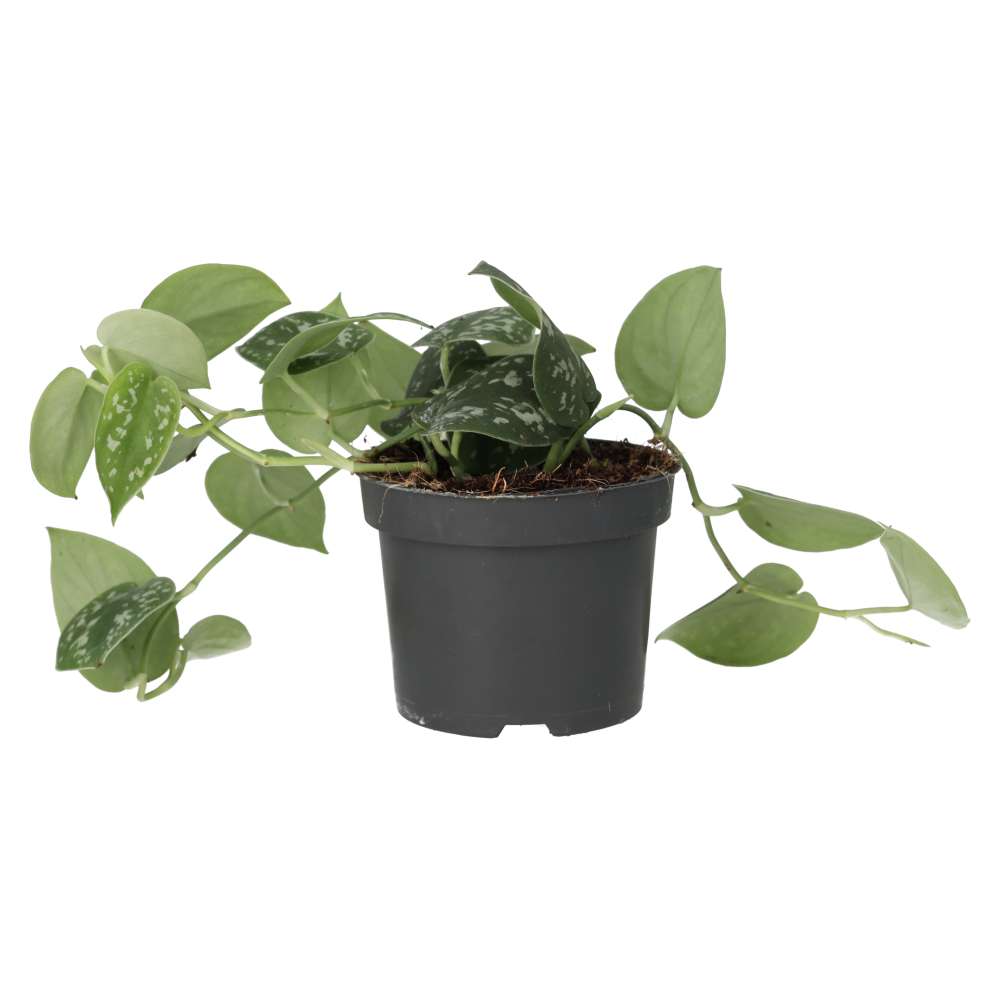 Buy Scindapsus pictus (Satin Pothos) online UK
