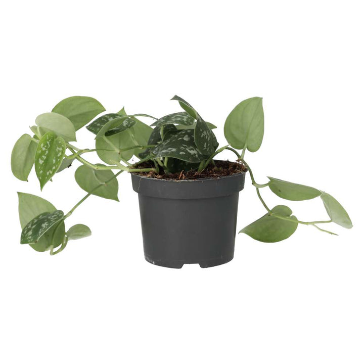 Buy Scindapsus pictus (Satin Pothos) online UK