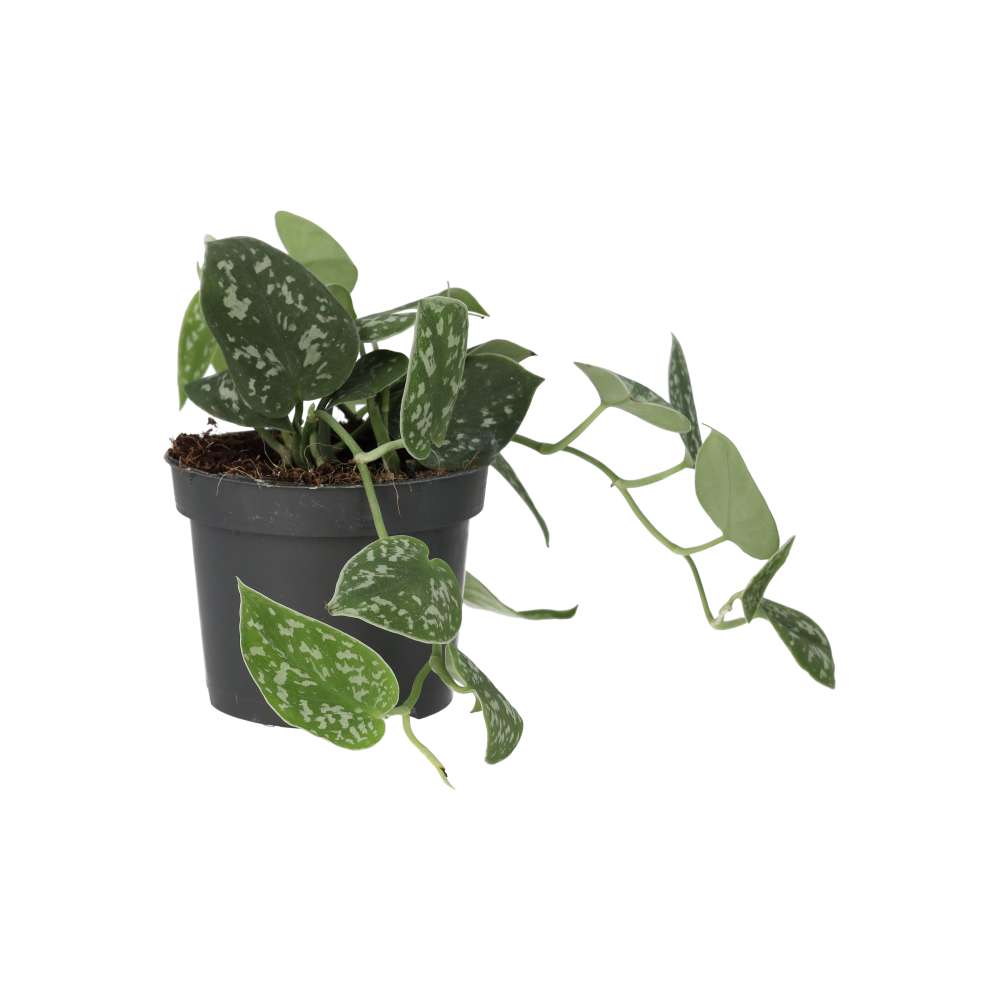 Buy Scindapsus pictus (Satin Pothos) online UK