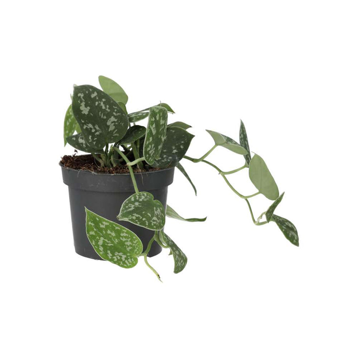 Buy Scindapsus pictus (Satin Pothos) online UK