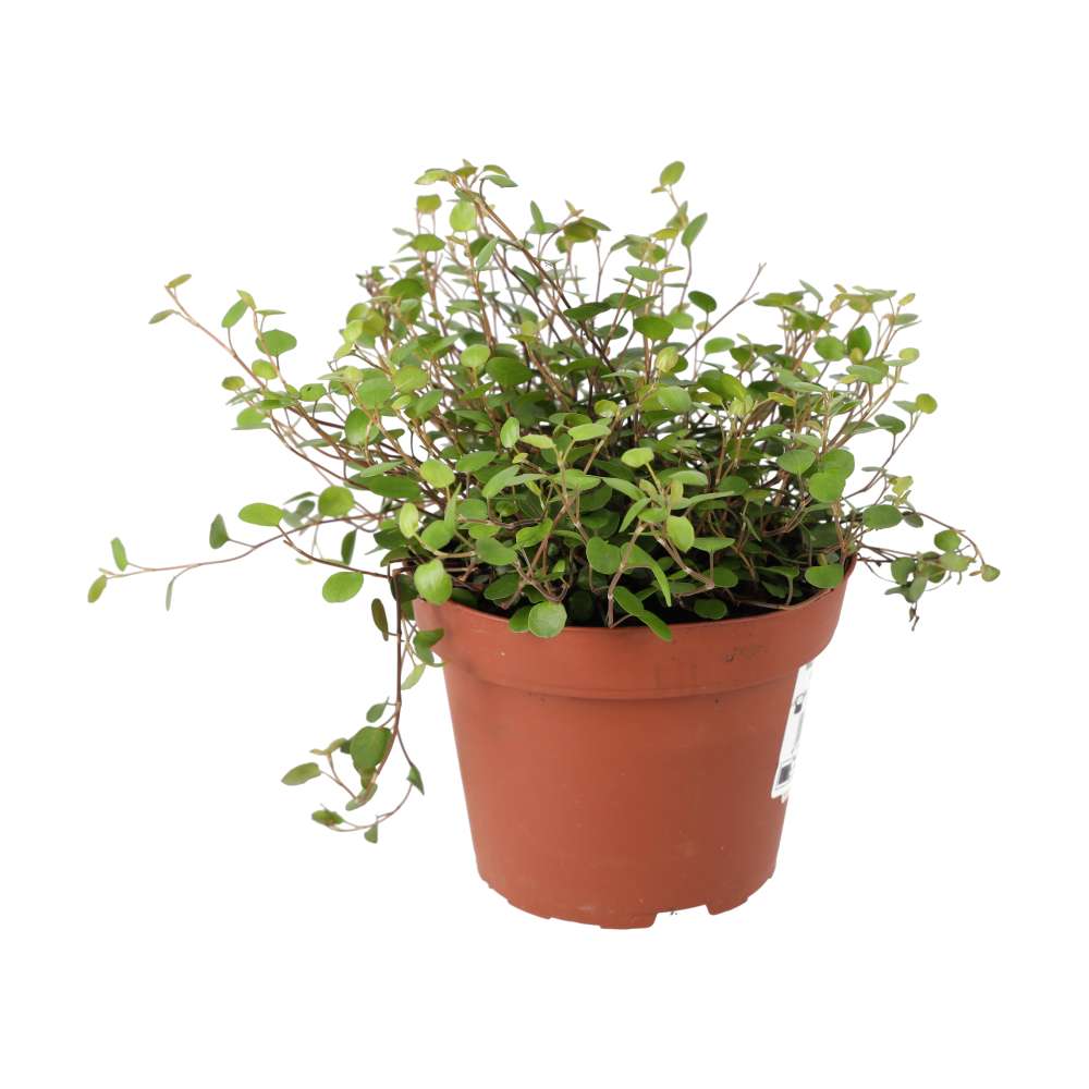 Muehlenbeckia complexa (Maidenhair Vine)