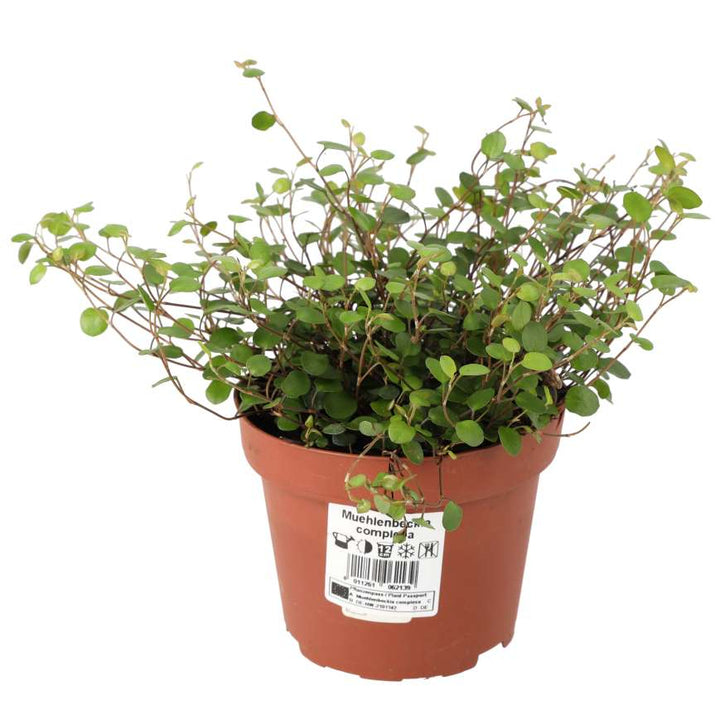 Muehlenbeckia complexa (Maidenhair Vine)