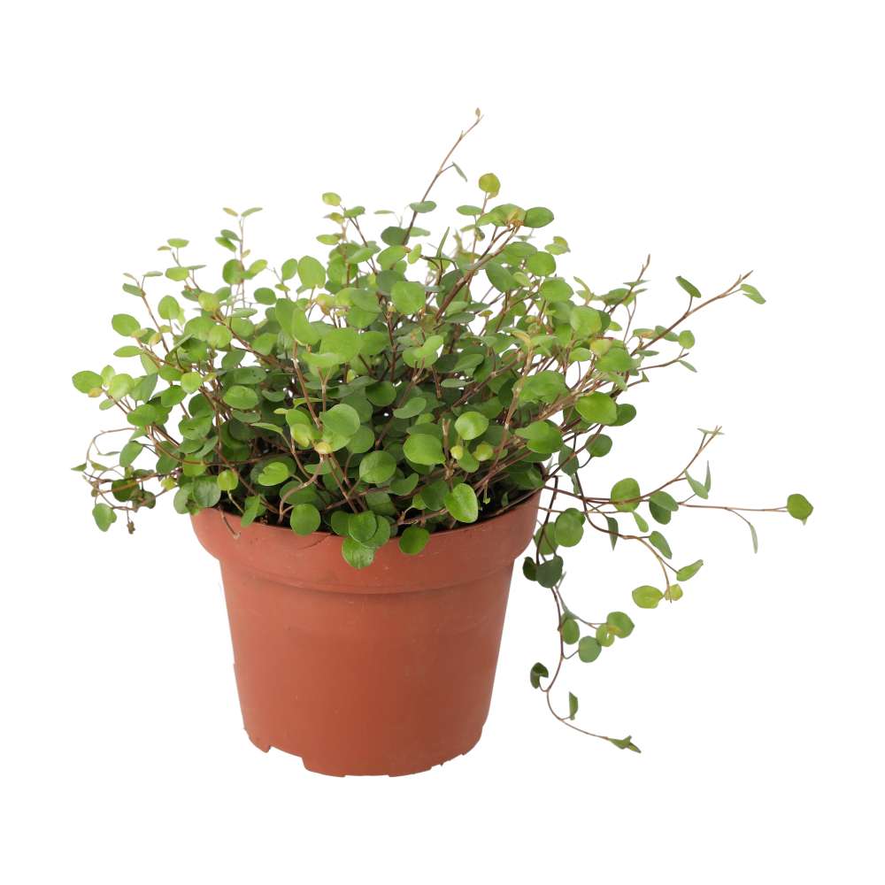 Muehlenbeckia complexa (Maidenhair Vine)