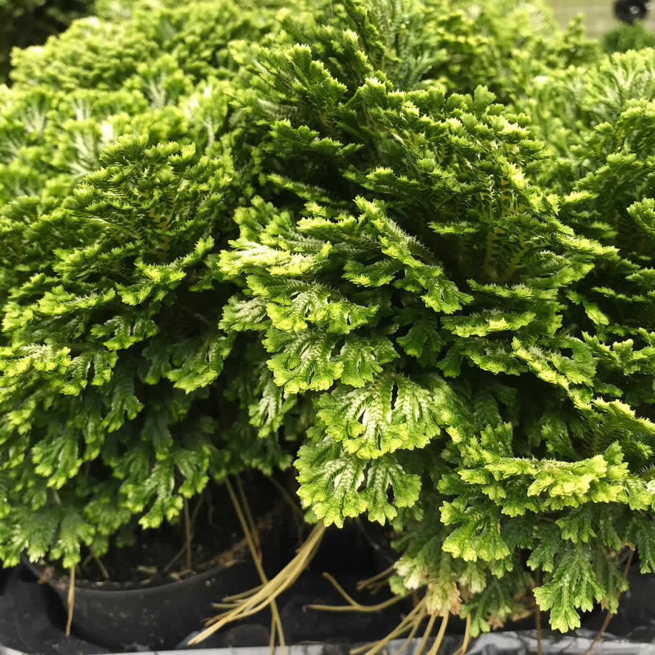 Spike Moss (Selaginella sp.)