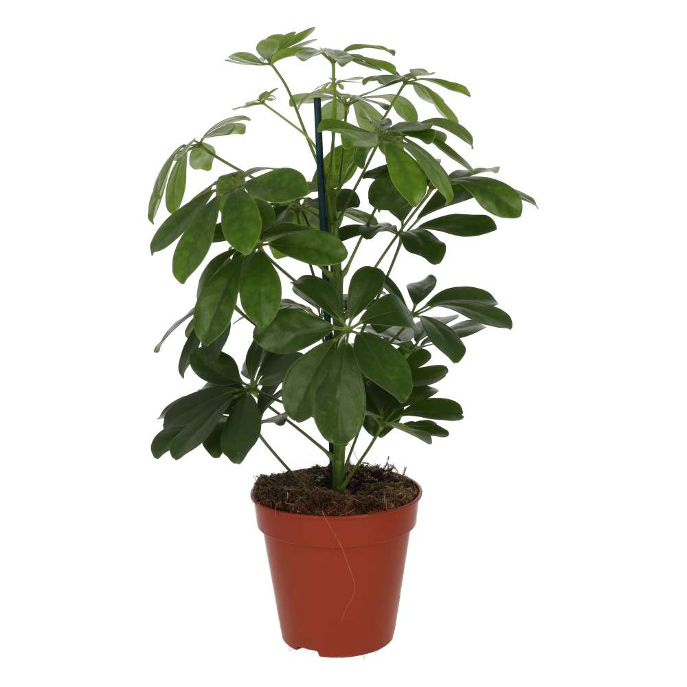 Heptapleurum arboricola (Dwarf Umbrella Tree)