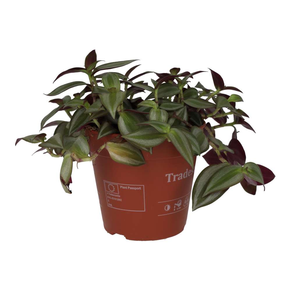 Tradescantia zebrina - Purple