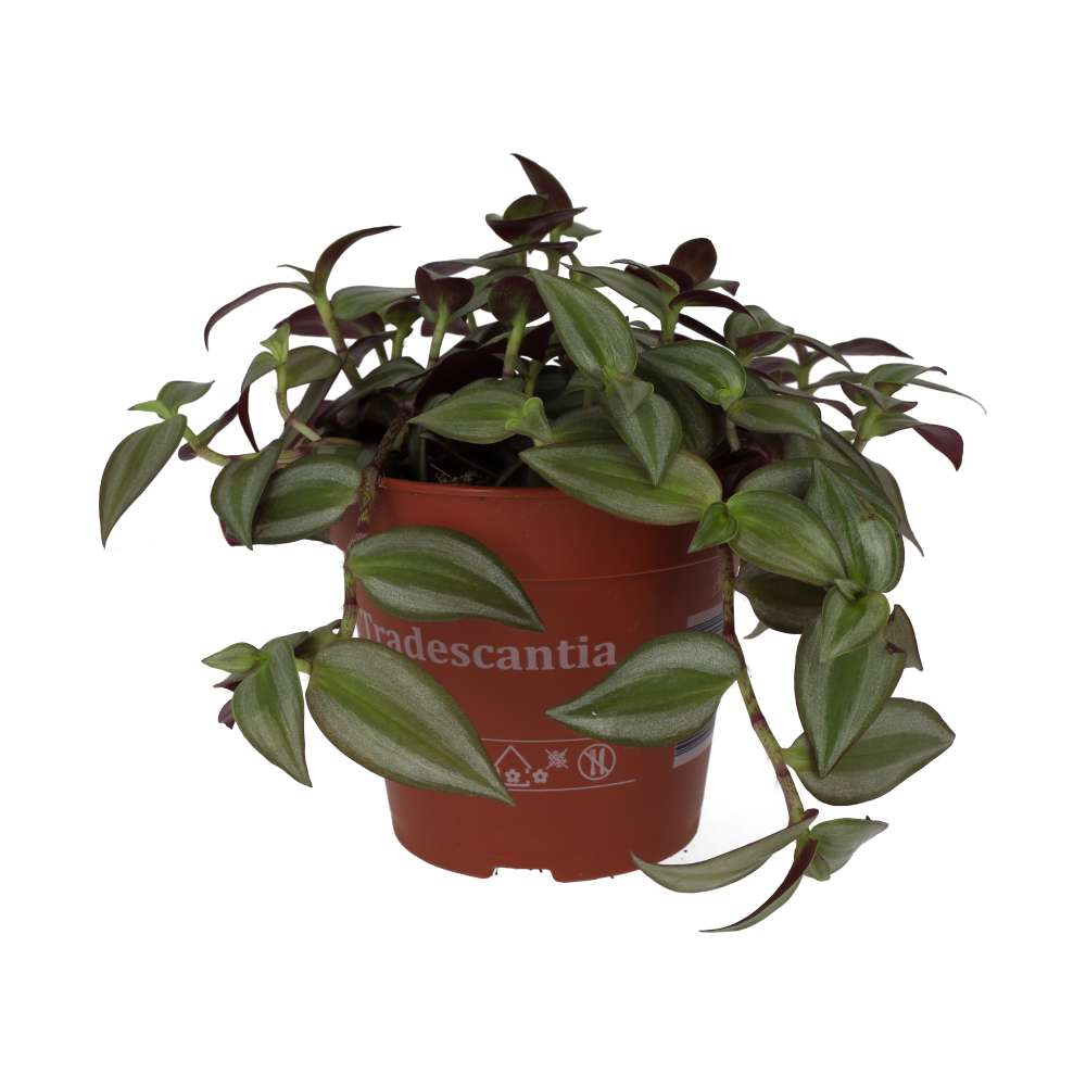 Tradescantia zebrina - Purple