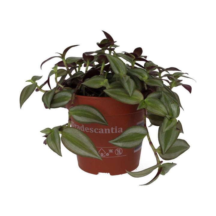 Tradescantia zebrina - Purple