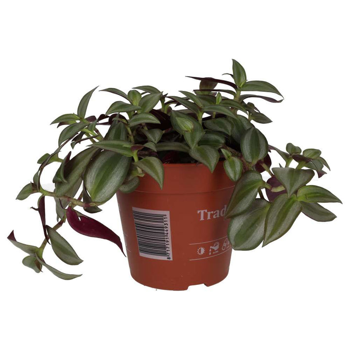 Tradescantia zebrina - Purple