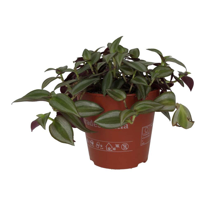 Tradescantia zebrina - Purple