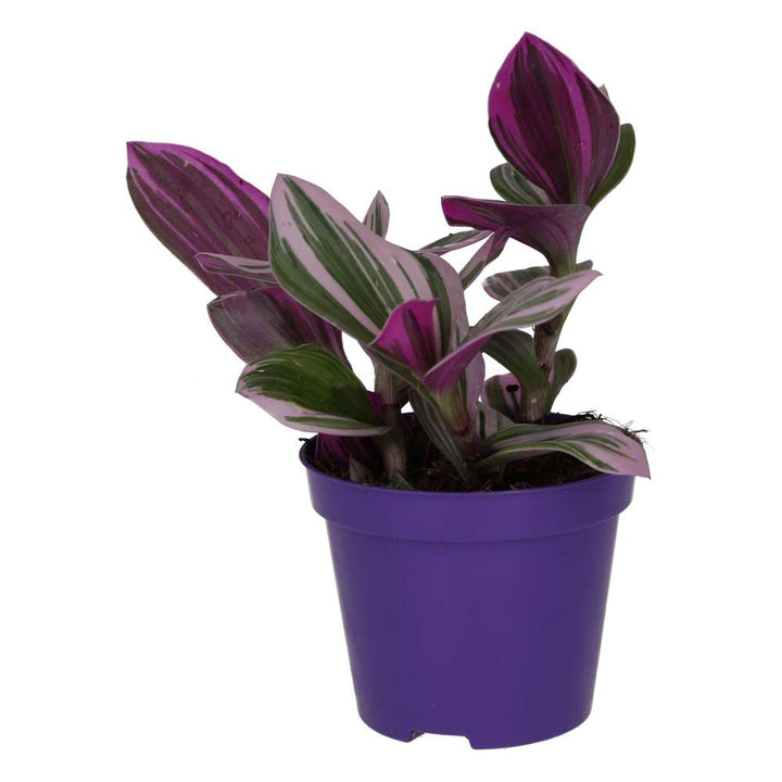 Tradescantia zebrina 'Variegated'