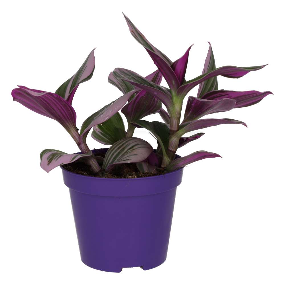 Tradescantia zebrina 'Variegated'