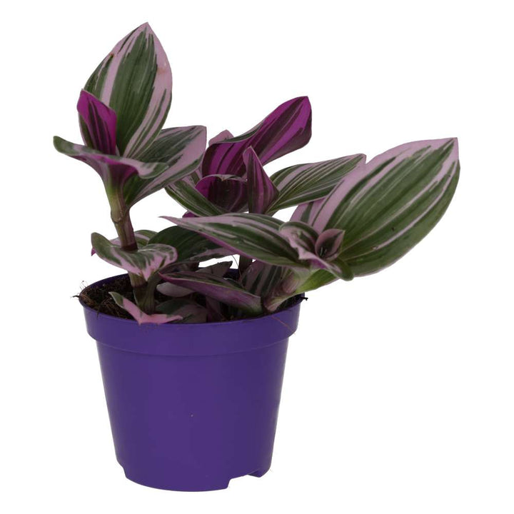 Tradescantia zebrina 'Variegated'