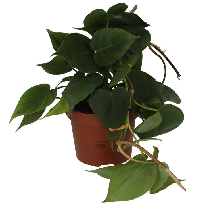 Buy Philodendron hederaceum (Heartleaf Plant) online UK