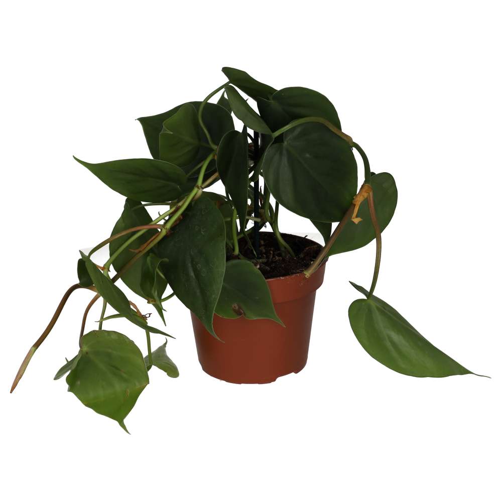 Buy Philodendron hederaceum (Heartleaf Plant) online UK