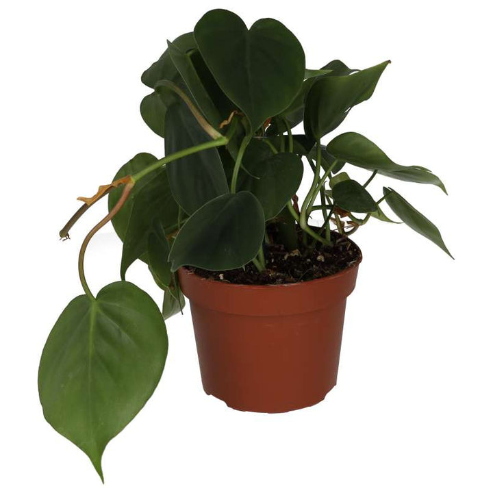 Buy Philodendron hederaceum (Heartleaf Plant) online UK