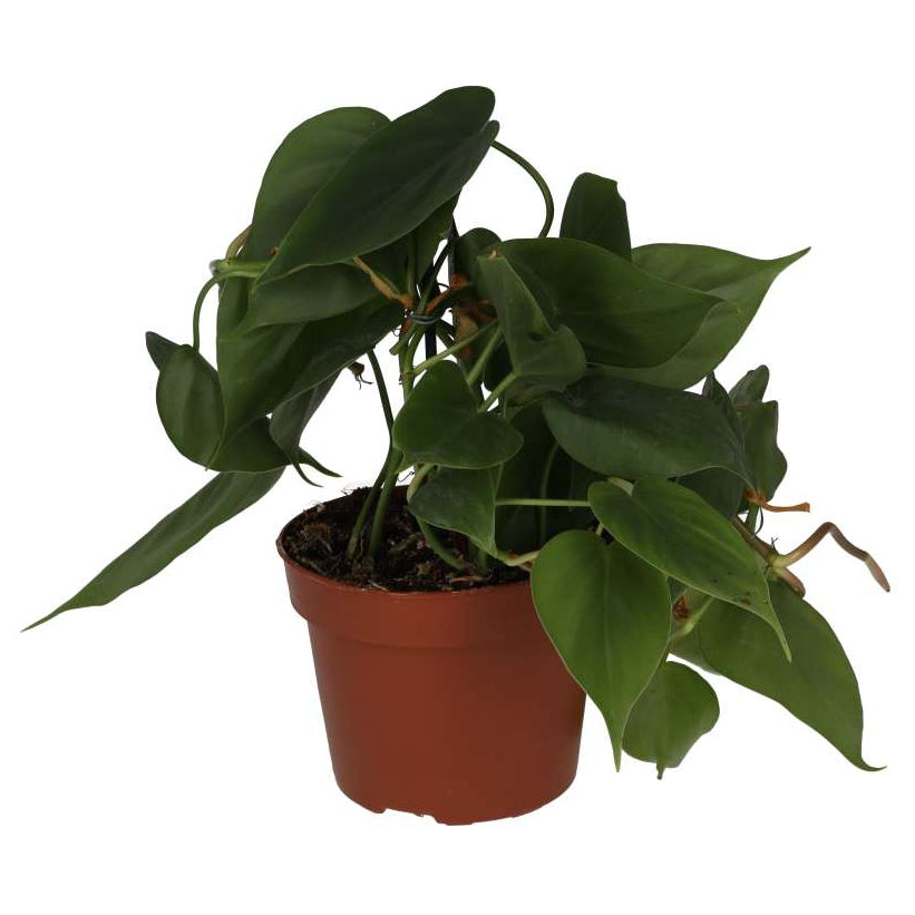 philodendron hederaceum benefits Philodendron hederaceum (Heartleaf Plant)