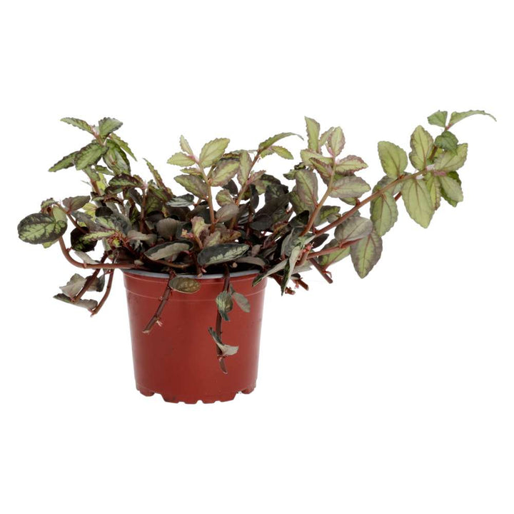 Buy Pellionia repens (Watermelon Begonia) online UK