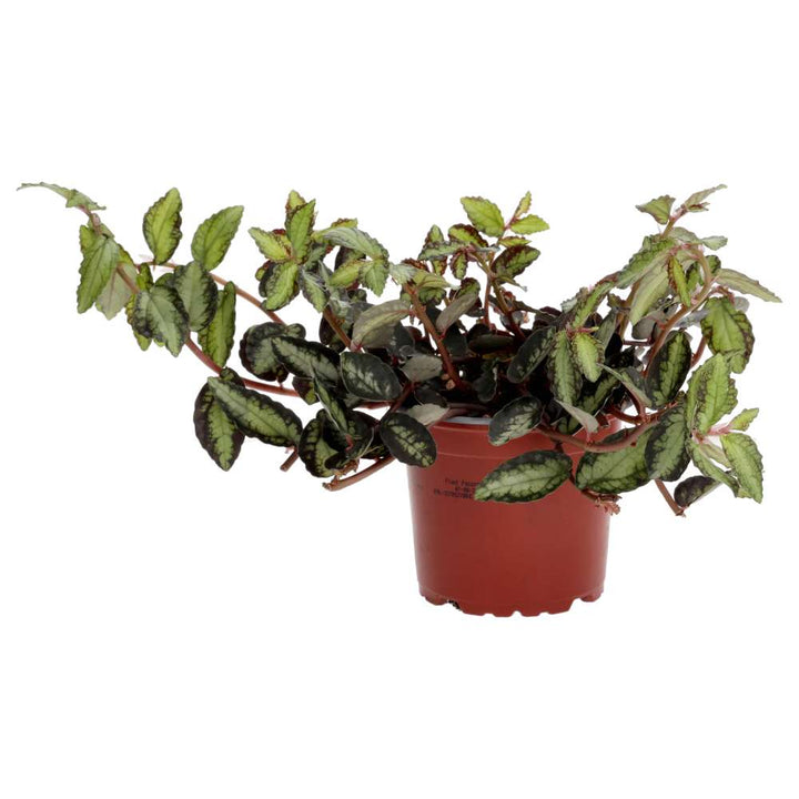 Buy Pellionia repens (Watermelon Begonia) online UK