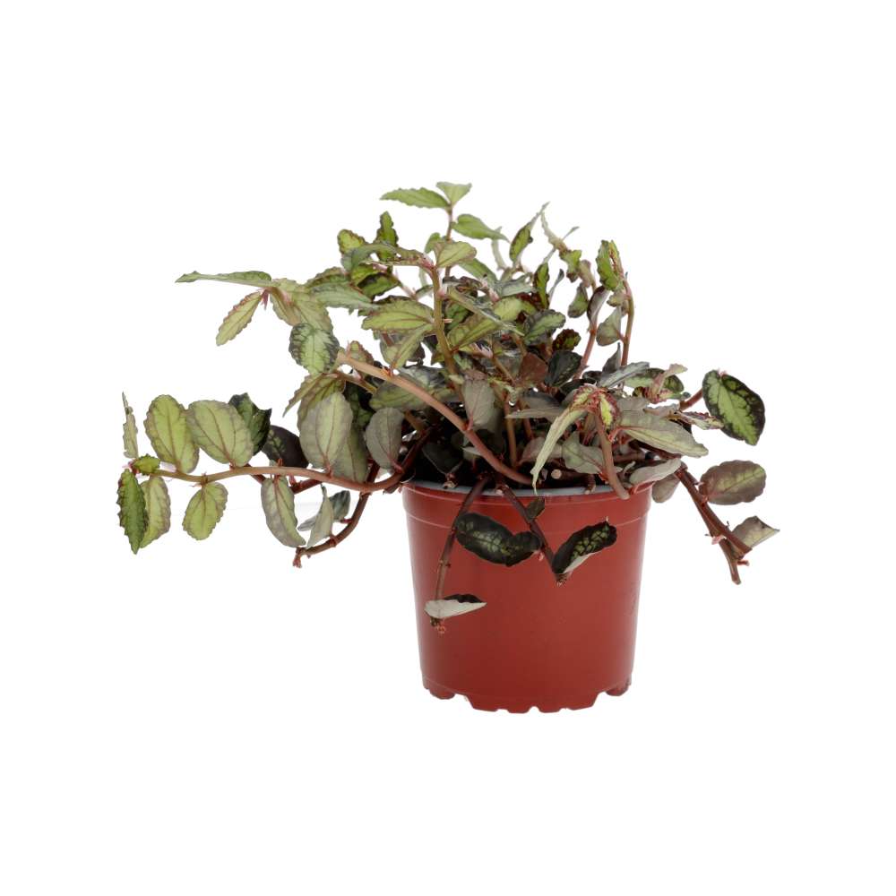 Buy Pellionia repens (Watermelon Begonia) online UK