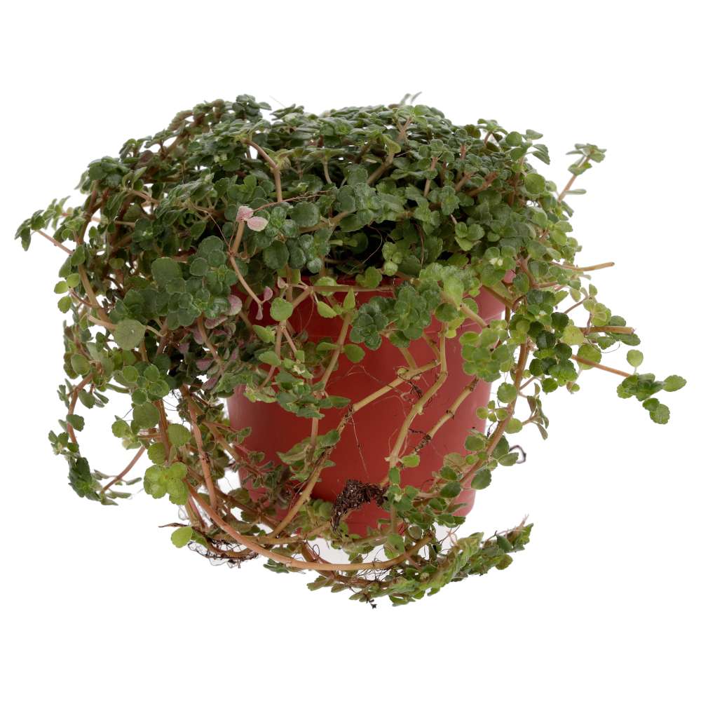 Pilea depressa (Baby Tears)